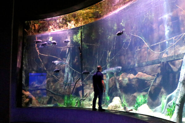 Piscinas e Aquários