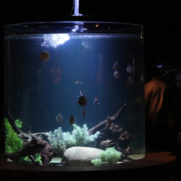 mercado soluções aquarios publicos e