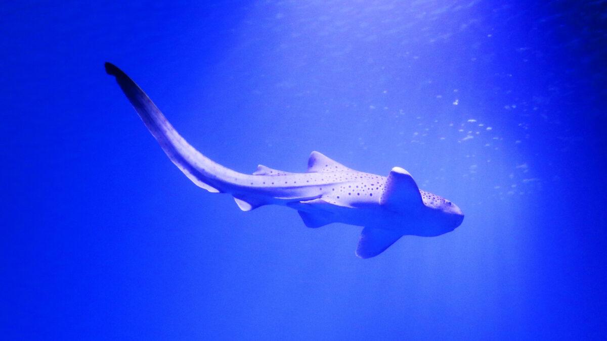 Tanques de vida Marinha