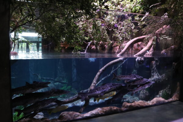 Tanques de Vida Marinha